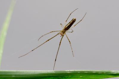 <i>Tetragnatha</i>