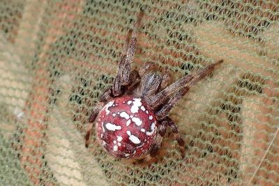 <i>Araneus quadratus</i>