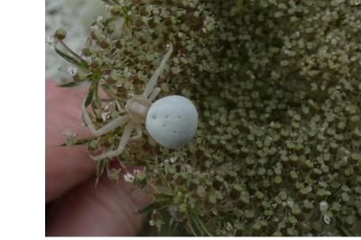 <i>Misumena vatia</i>