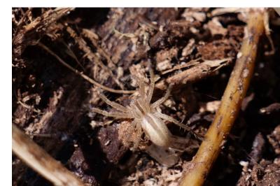 <i>Micrommata</i>