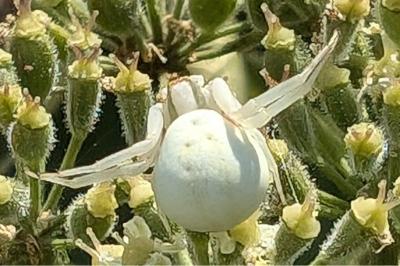 <i>Misumena vatia</i>