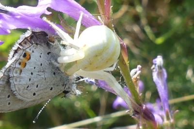 <i>Misumena vatia</i>