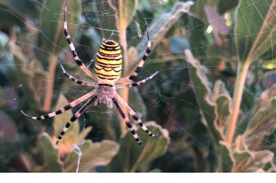 <i>Argiope bruennichi</i>