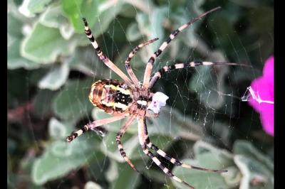 <i>Argiope bruennichi</i>