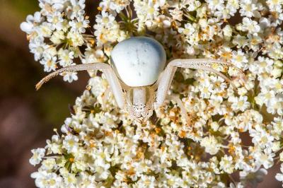 <i>Misumena vatia</i>