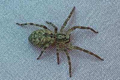 <i>Zoropsis spinimana</i>