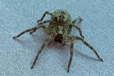 <i>Zoropsis spinimana</i>