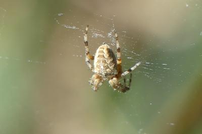 <i>Araneus diadematus</i>