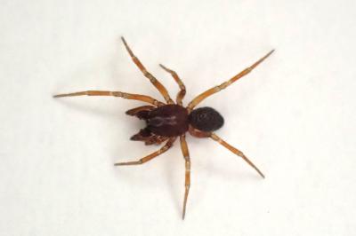 <i>Tiso vagans</i>