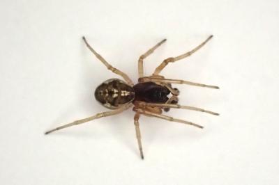 <i>Pachygnatha degeeri</i>