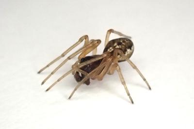 <i>Pachygnatha degeeri</i>