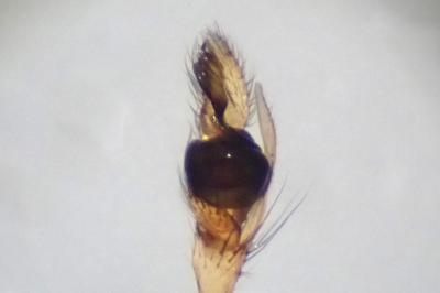 <i>Pachygnatha degeeri</i>