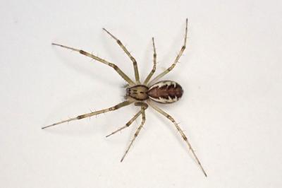 <i>Linyphia triangularis</i>