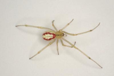 <i>Enoplognatha latimana</i>