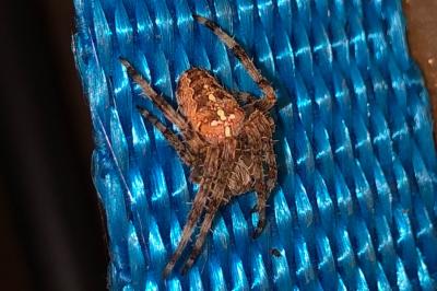 <i>Araneus diadematus</i>
