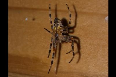 <i>Araneus diadematus</i>