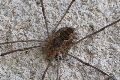 <i>Phalangium opilio</i>