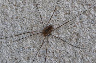 <i>Phalangium opilio</i>