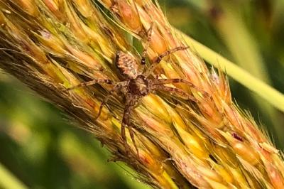 <i>Philodromus</i>