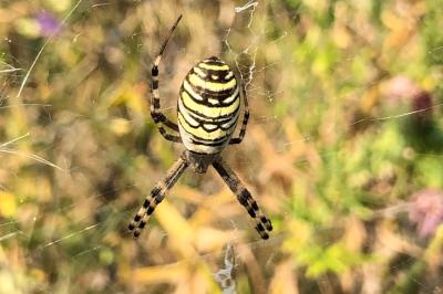 <i>Argiope bruennichi</i>