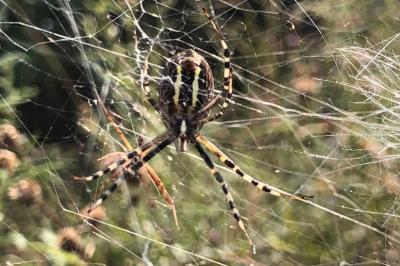 <i>Argiope bruennichi</i>
