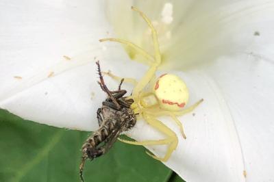 <i>Misumena vatia</i>