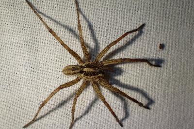 <i>Hogna radiata</i>