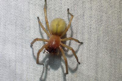 <i>Cheiracanthium</i>