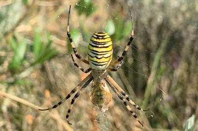 <i>Argiope bruennichi</i>