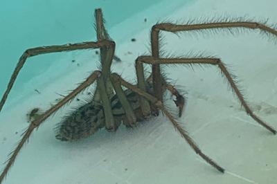 <i>Eratigena</i>