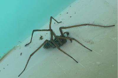 <i>Eratigena</i>