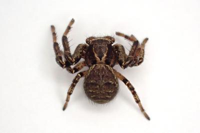 <i>Xysticus kempeleni</i>