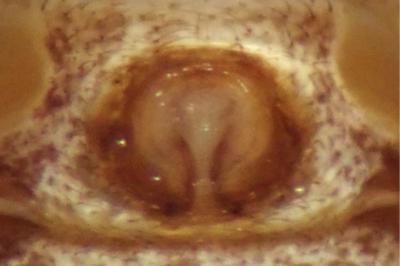 <i>Xysticus kempeleni</i>