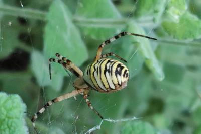 <i>Argiope bruennichi</i>