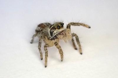 <i>Philaeus chrysops</i>