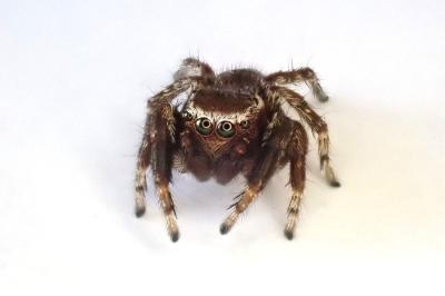 <i>Evarcha laetabunda</i>