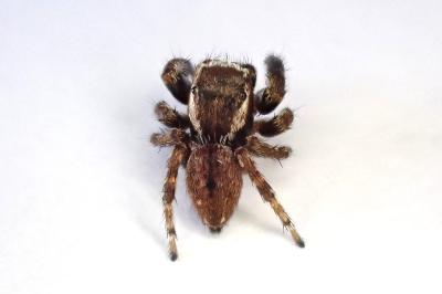 <i>Evarcha laetabunda</i>