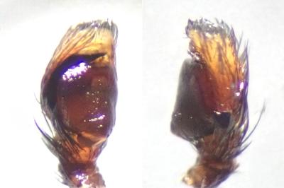 <i>Evarcha laetabunda</i>