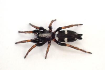 <i>Aphantaulax trifasciata</i>