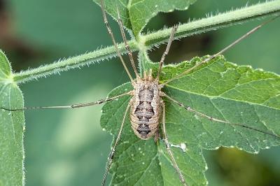 <i>Opilio</i>