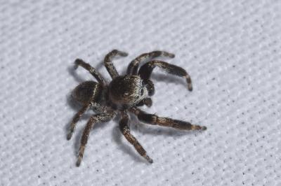 <i>Evarcha arcuata</i>