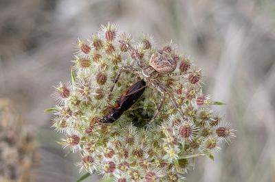 <i>Xysticus</i>
