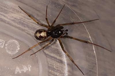 <i>Steatoda triangulosa</i>