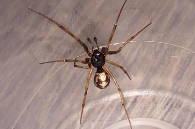 <i>Steatoda triangulosa</i>