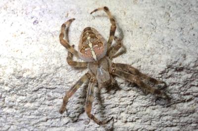 <i>Araneus diadematus</i>