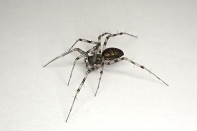 <i>Lepthyphantes minutus</i>
