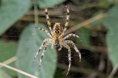<i>Araneus diadematus</i>