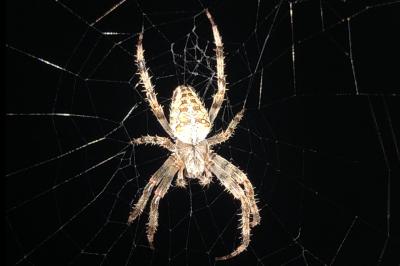 <i>Araneus diadematus</i>