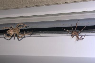 <i>Araneus diadematus</i>