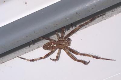 <i>Araneus diadematus</i>